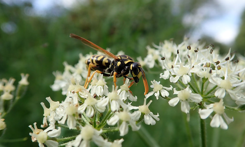 OLYMPUS DIGITAL CAMERA © Laura Kellermann