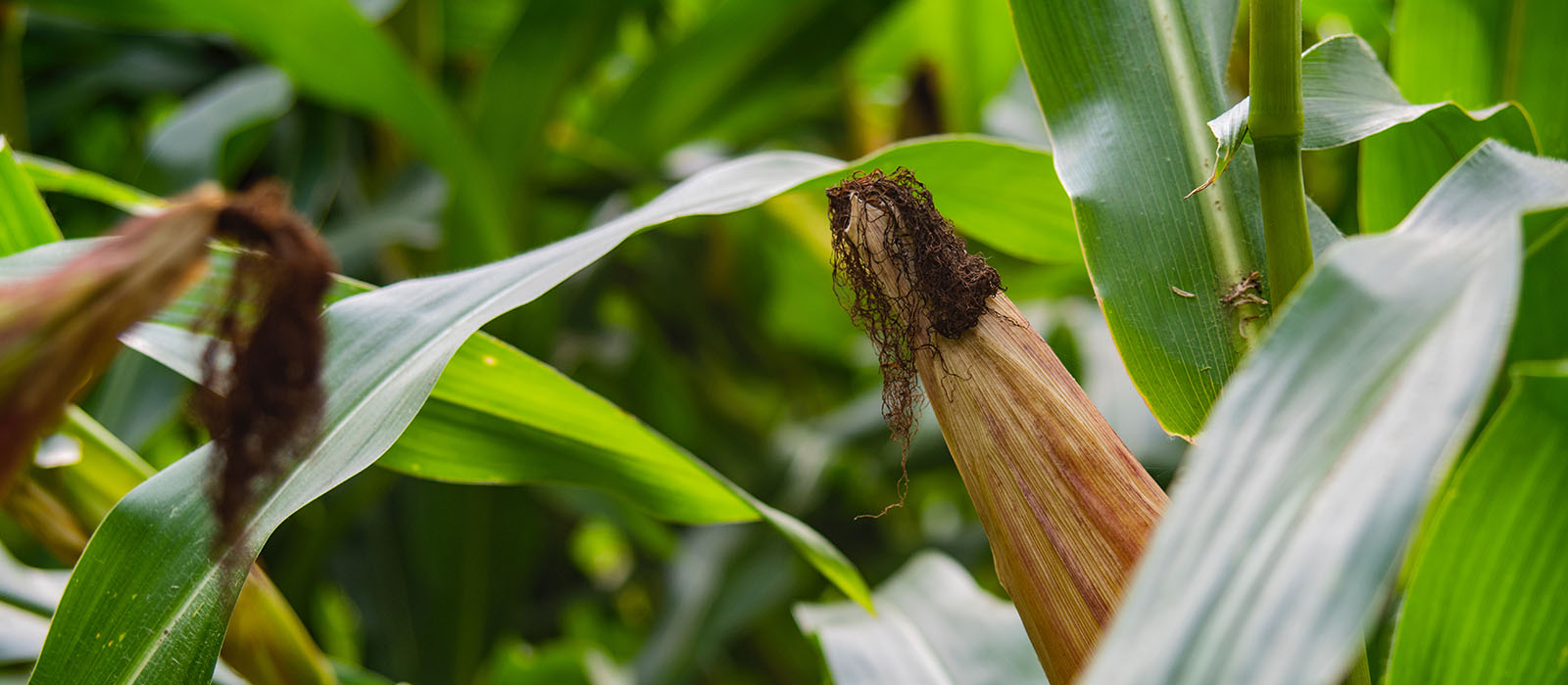 wallpaper-17 © Lucas van Oort